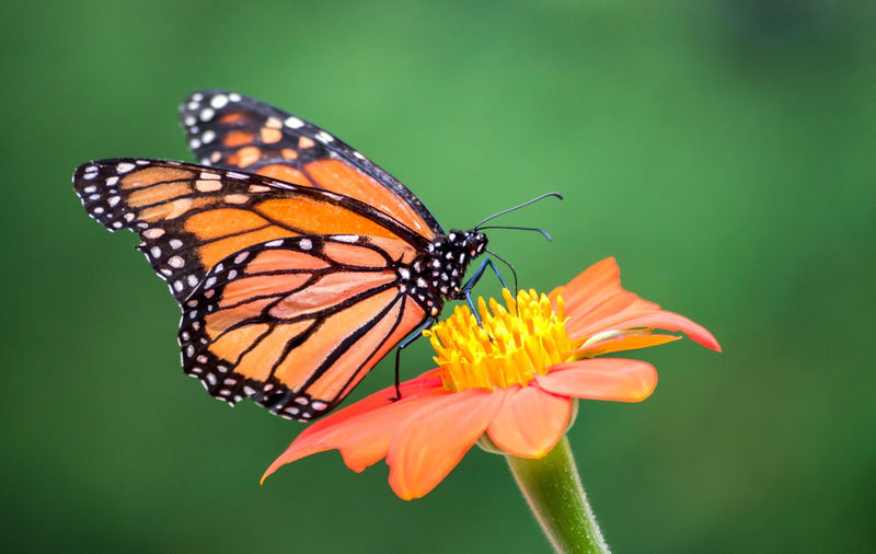 A Billion Small Steps: Restore Pollinator Habitats