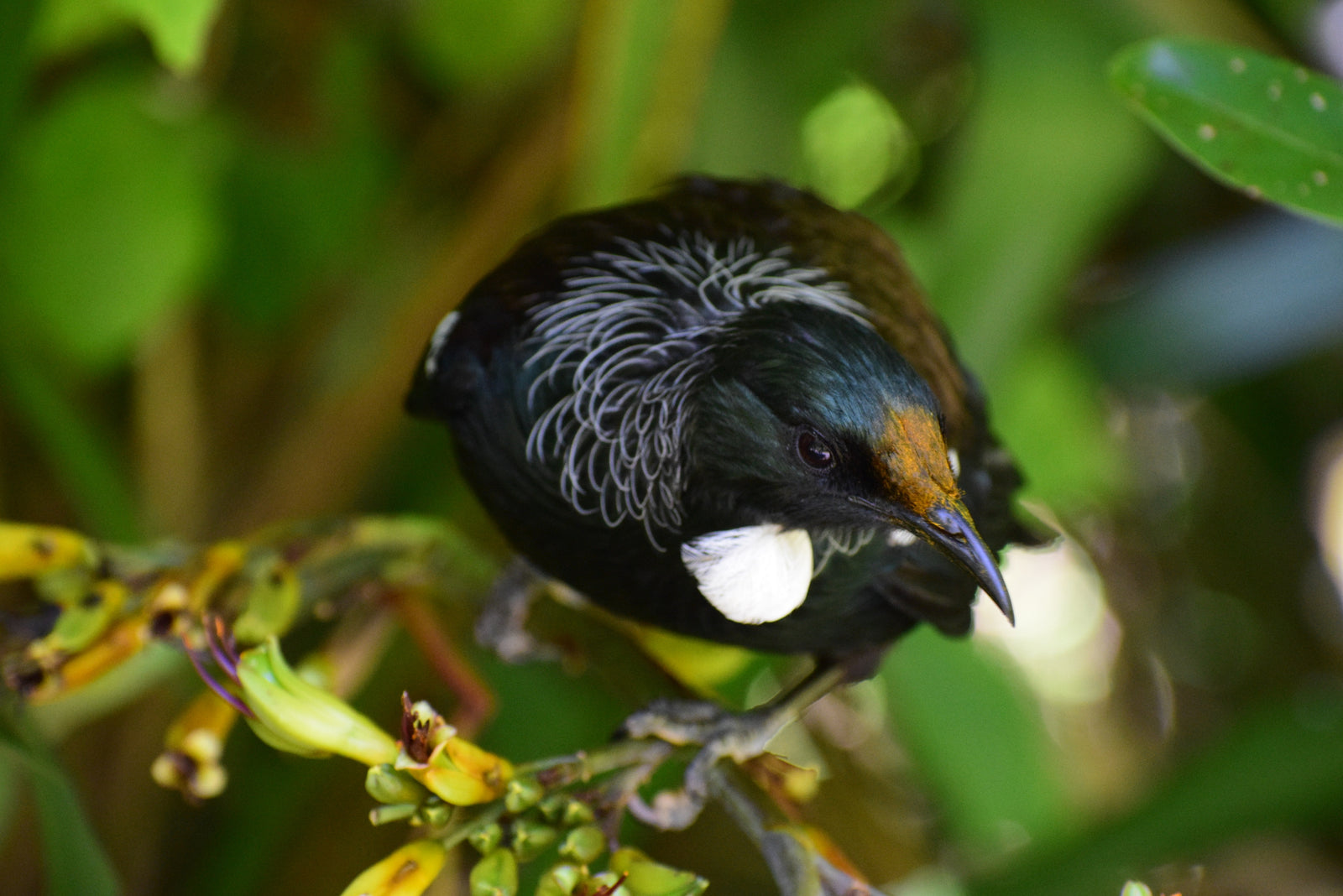 Wild Not Gone: Save Endangered Wildlife