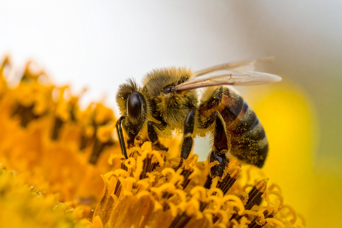Pollinator-friendly flowers