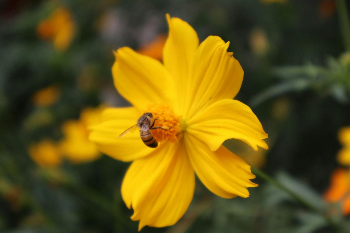 Community pollinator patches