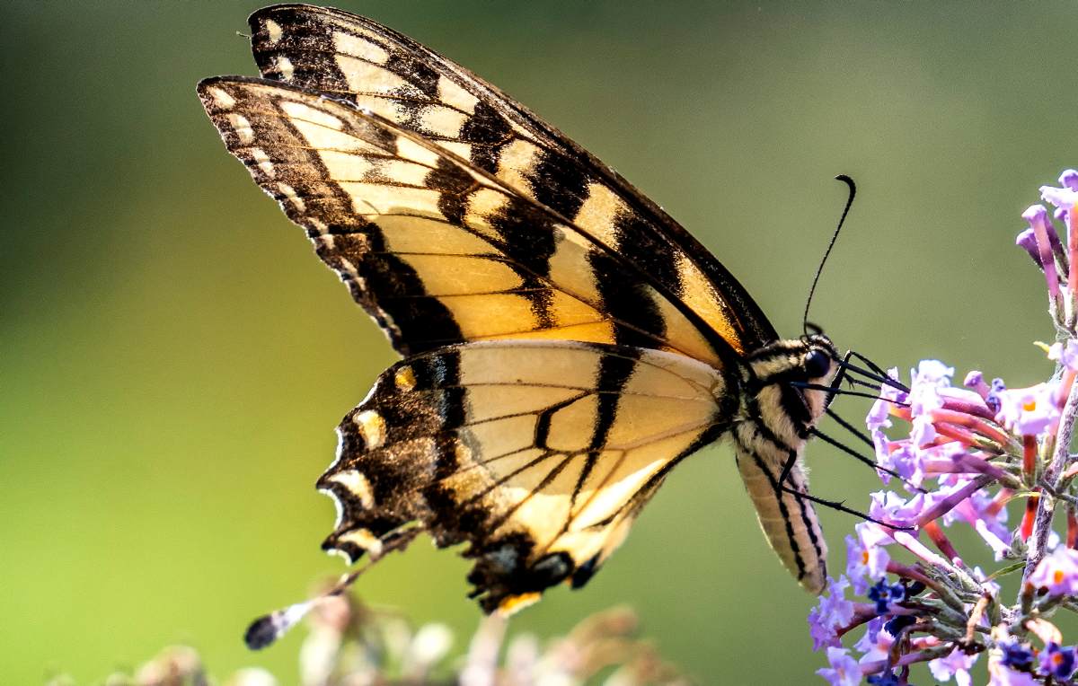 Pollinator habitat at risk
