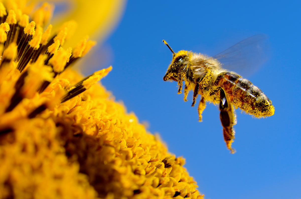 Pollinator on a flower