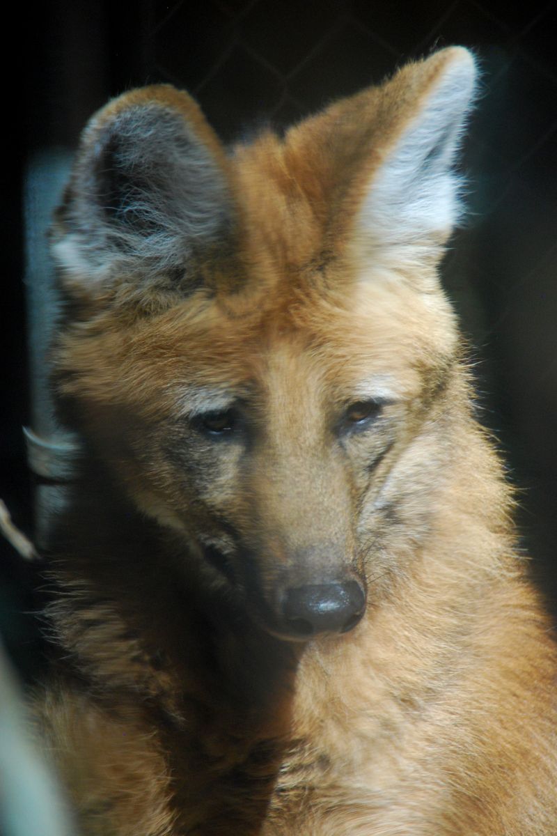Red wolf in grassland