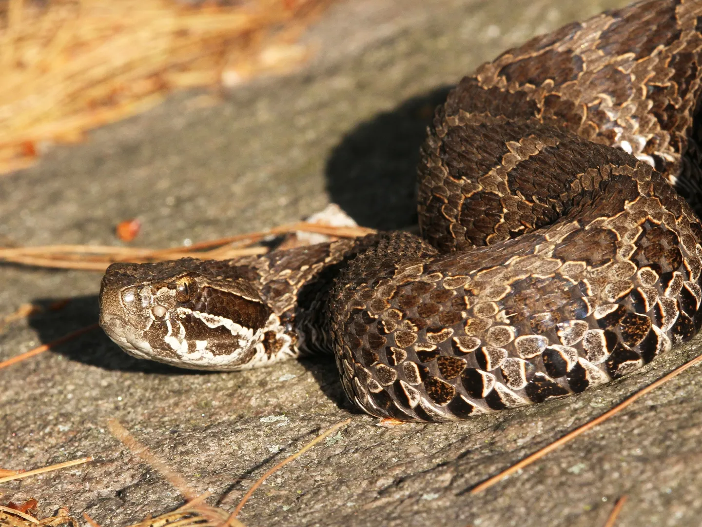 Eastern massasauga snake in grass