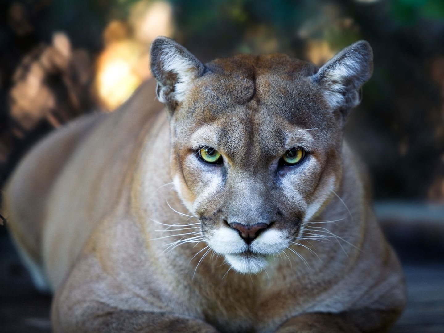 Florida panther in forest habitat