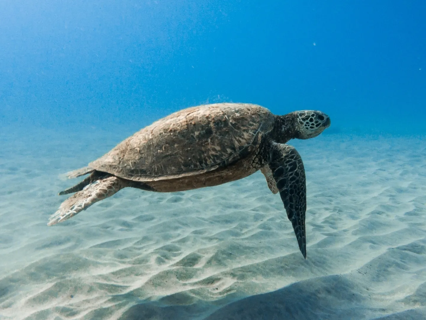 Kemp's ridley sea turtle swimming