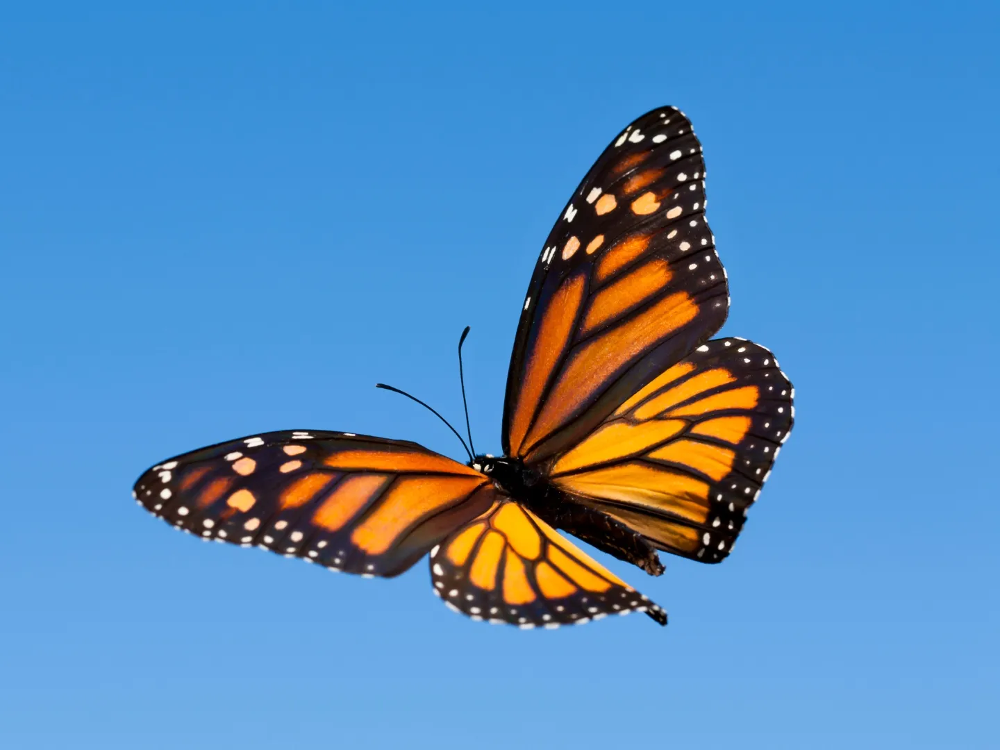 Monarch butterfly on a flower