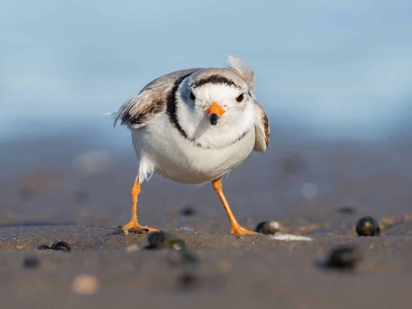 Piping plover on a sandy beach