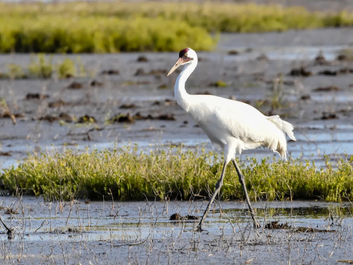 Whooping crane standing in wetlands